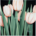 A 122, Tulip In Rose, 70 x 70 mit Rahmen