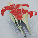 A 131, Red Lily I, 70 x 70 mit Rahmen