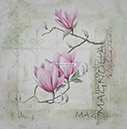 A 42, Pink Magnolia, 50 x 50 ohne Rahmen